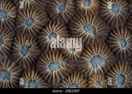 Detail of a reef-building coral colony, Diploastrea sp., growing on a reef in Indonesia. Many genetically identical polyps make up large colonies. Stock Photo