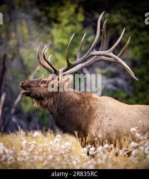 Bull Rocky mountain elk (cervus canadensis) bugling in grass meadow during fall elk rut at moraine park, Rocky Mountain National Park, Colorado, USA Stock Photo