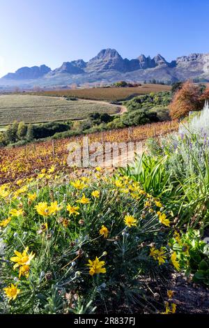 Beautiful vista of the Stellenbosch Winelands with the Helderberg Mountain range in the background near Cape Town, South Africa Stock Photo