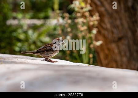 Sparrow at Santa Rosa de Lima Church in the village of Purmamarca. High quality photo Stock Photo