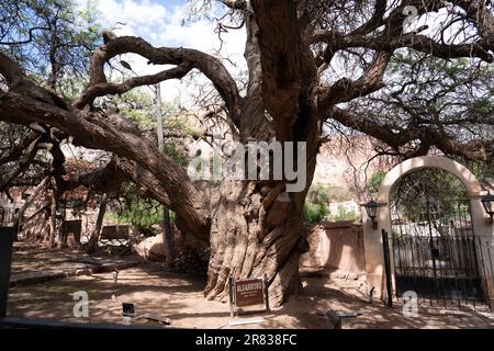 Oldest Tree at Santa Rosa de Lima Church in the village of Purmamarca Stock Photo