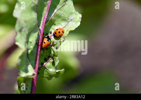 Close-up of a two ladybugs (ladybirds) on a leaf with a natural background Stock Photo