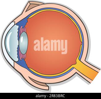 Medical Vector Illustration of Human Eye Ball Cross Section Stock Vector