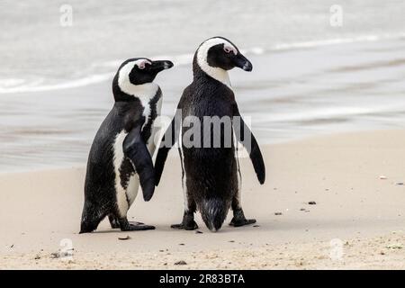 African penguin couple (Spheniscus demersus) at Boulders Beach in Simon's Town, near Cape Town, South Africa Stock Photo
