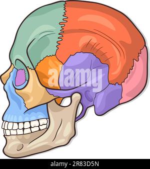 Medical Vector Illustration of Human Skull Bones Graphic Diagram Stock Vector