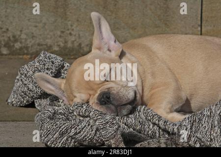 French bulldog, 12 weeks old, lying on a jumper that is lying on the floor and sleeping Stock Photo