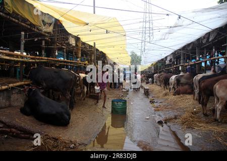 Dhaka Bangladesh 18 jun2023, Sacrificial animals have started arriving in the markets of the capital ahead of the upcoming Eid-ul-Azha,photo was taken Stock Photo