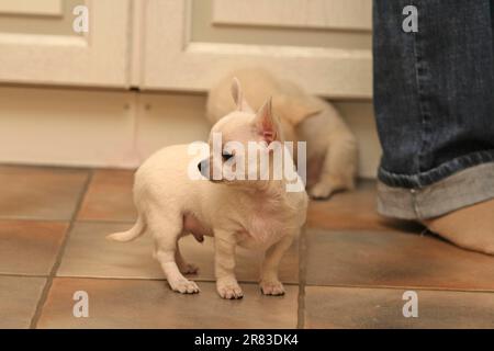 Chihuahua puppy, 9 weeks old, standing in the kitchen by the woman's feet Stock Photo