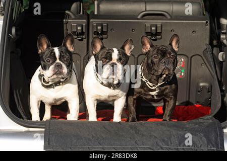 3 French Bulldogs, males, side by side on the loading area in the car (station wagon) Stock Photo