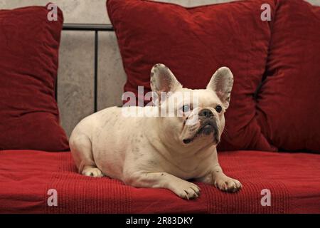 French bulldog lying on the couch in the living room Stock Photo