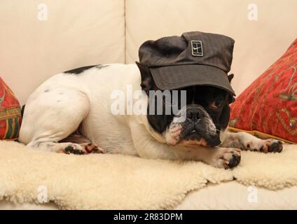 French bulldog lying on the couch in the living room Stock Photo