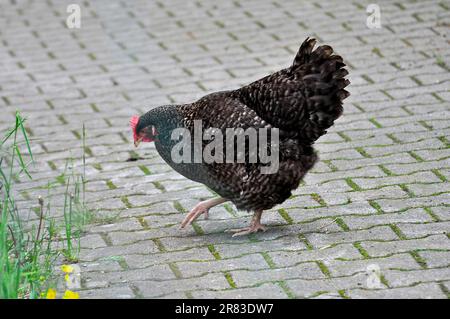 Chicken with chicks, domestic chicken (Gallus gallus domesticus) Stock Photo