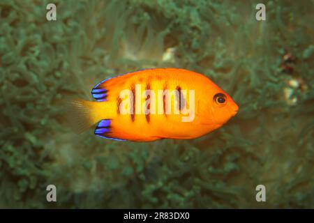 Flame Angelfish / Centropyge loriculus Stock Photo - Alamy