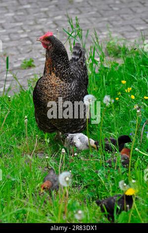 Chicken with chicks, domestic chicken (Gallus gallus domesticus) Stock Photo