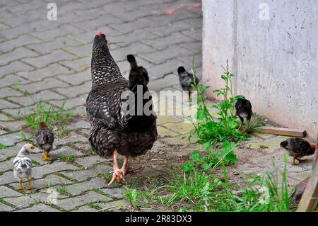 Chicken with chicks, domestic chicken (Gallus gallus domesticus) Stock Photo