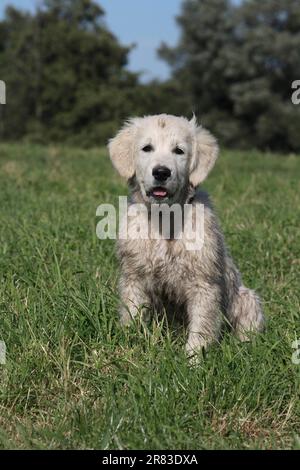 Dirty Golden Retriever puppy, 14 weeks old, sitting on the lawn Stock Photo