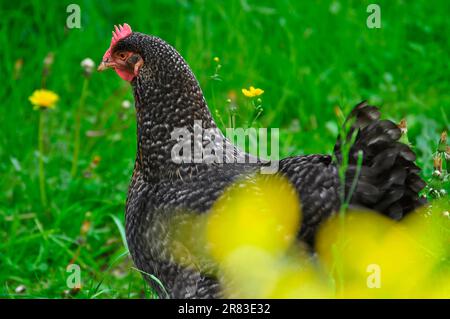 Domestic chicken (Gallus gallus domesticus) Stock Photo