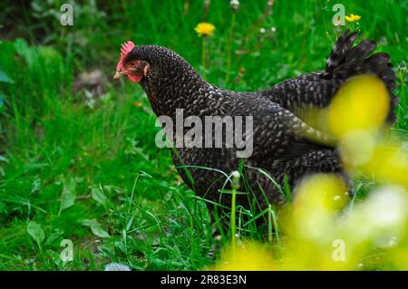 Domestic chicken (Gallus gallus domesticus) Stock Photo