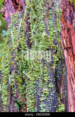 Trumpet cup lichen on a old tree log Stock Photo
