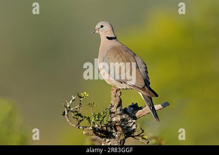 A Cape turtle doves (Streptopelia capicola) perched on a branch, South Africa Stock Photo