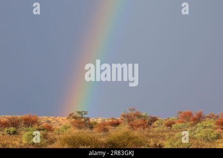 Desert landscape with a colorful rainbow in stormy sky, Kalahari desert, South Africa Stock Photo