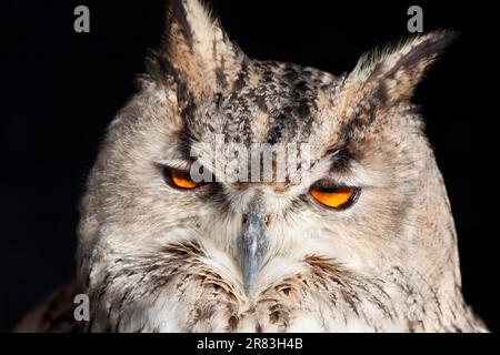 Royal Owl: (Strigiformes) Complete Classification Bubo Bubo - Aves ...