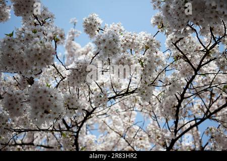 Cherry Blossoms on a beautiful sunny spring day Stock Photo - Alamy