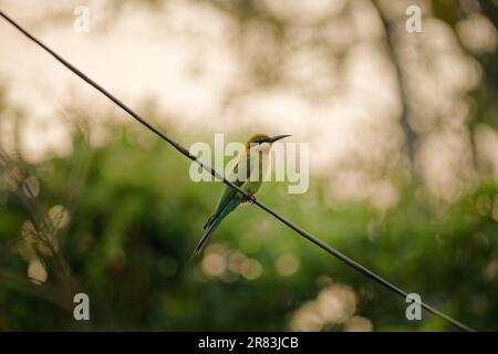 An Indian Bee eater perching on rope Stock Photo