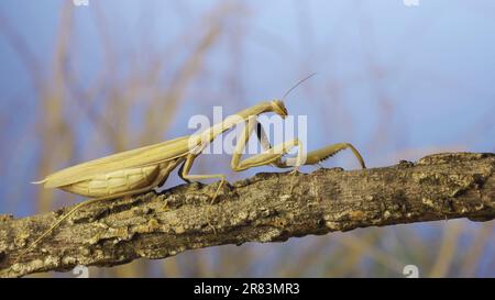 Big female praying mantis sitting on branch in the grass and blue sky background. European mantis (Mantis religiosa) Stock Photo