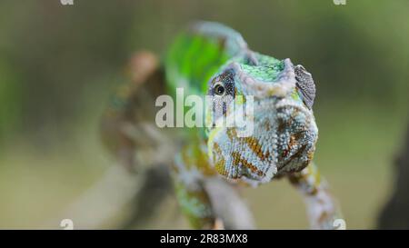 Green chameleon walks along branch and looksat around on bright sunny day on the green trees background. Panther chameleon (Furcifer pardalis). Front Stock Photo
