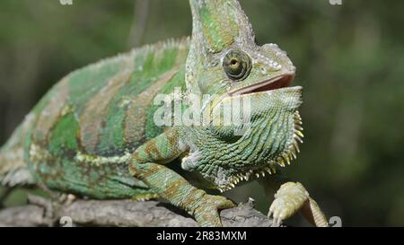 Close-up of disgruntled elderly chameleon walking along thorny branch of tree opening its mouth and looks at camera. Veiled chameleon, Yemen chameleon Stock Photo