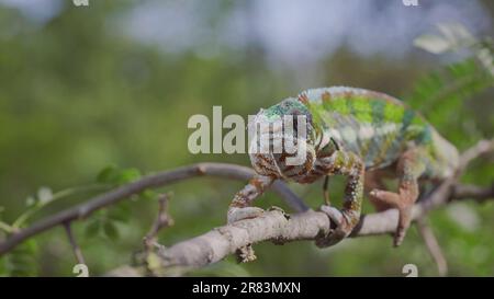 Green chameleon walks along branch and looksat around on bright sunny day on the green trees background. Panther chameleon (Furcifer pardalis). Front Stock Photo