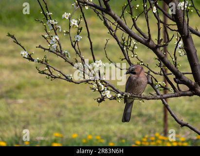 Eurasian jay, garrulus glandarius, sits on a branch of a flowering plum tree. Stock Photo