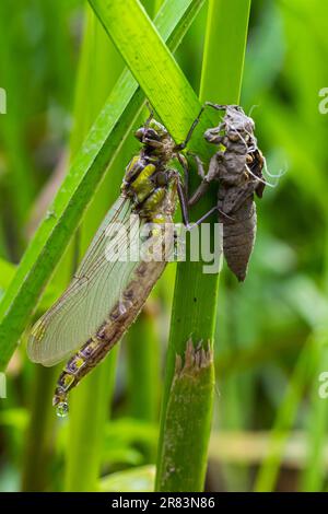 Larval dragonfly grey shell. Nymphal exuvia of Gomphus vulgatissimus. White filaments hanging out of exuvia are linings of tracheae. Exuviae, dried ou Stock Photo