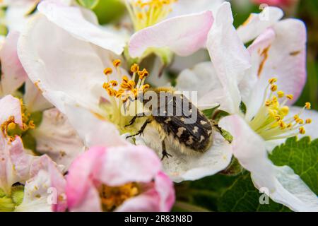Pests of the orchard. Epicometis hirta eats an apple flower. Spring