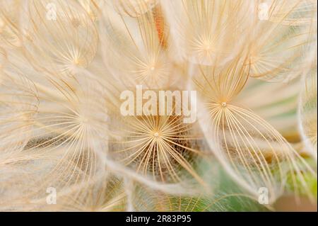 Western salsify (Tragopogon dubius), fruiting, Provence, southern France, flying seed Stock Photo