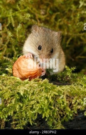 Old World Harvest Mouse (Micromys minutus) feeding on hazel nut, Germany Stock Photo