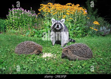 European Hedgehogs (Erinaceus europaeus) and Raccoon (Procyon lotor), Germany Stock Photo