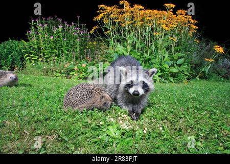 European Hedgehogs (Erinaceus europaeus) and Raccoon (Procyon lotor), Germany Stock Photo