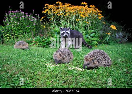 European Hedgehogs (Erinaceus europaeus) and Raccoon (Procyon lotor), Germany Stock Photo