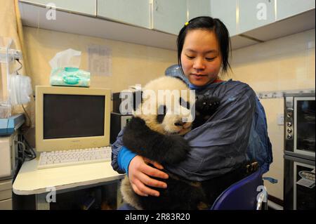 Animal keeper and Giant Panda (Ailuropoda melanoleuca), 5 months ...