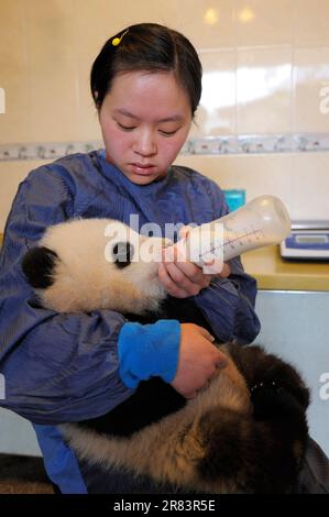 Hand Rearing Bear Animal keeper and Giant Panda (Ailuropoda melanoleuca), 5 months ...