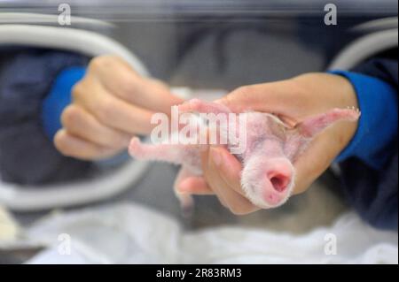 Keeper stimulates digestion of giant panda young, 5 days, Bifengxia Breeding and Conservation Center for Giant Pandas (Ailuropoda melanoleuca), Yaan Stock Photo