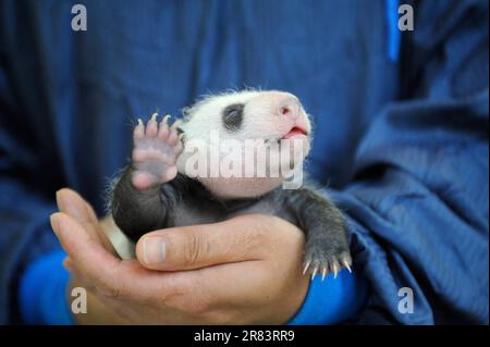 Keeper and Giant Panda (Ailuropoda melanoleuca) young, 3 weeks, Bifengxia Breeding and Conservation Center for Giant Pandas, Yaan, Sichuan, Bamboo Stock Photo