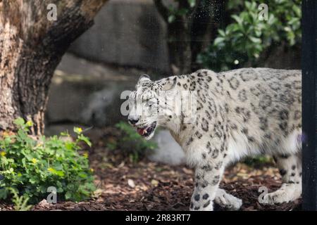 Snow leopard (Panthera Uncia) in captivity walks up and down inside an European zoo glass cage. Stock Photo