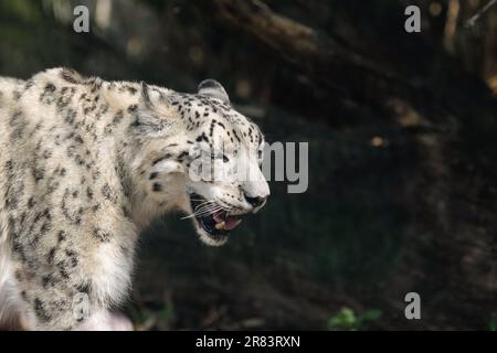 Snow leopard (Panthera Uncia) in captivity walks up and down inside an European zoo glass cage. Stock Photo