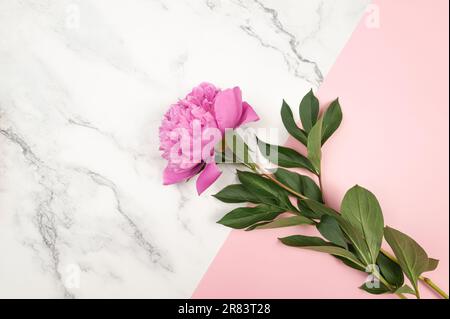 Top view of pink peony blossom on white marble and pink background. Peony flower flat lay, copy space. Stock Photo