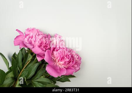 Top view of pink peonies blossoms on light grey background. Peonies flowers flat lay, copy space. Stock Photo