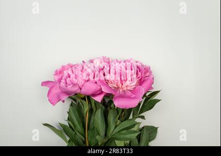 Top view of pink peonies blossoms on light grey background. Peonies flowers flat lay, copy space. Stock Photo