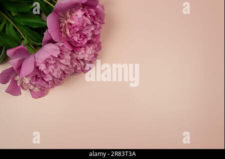 Top view of pink peonies blossoms on beige background. Peonies flowers flat lay, copy space. Stock Photo